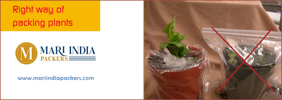 Right way of packing plants